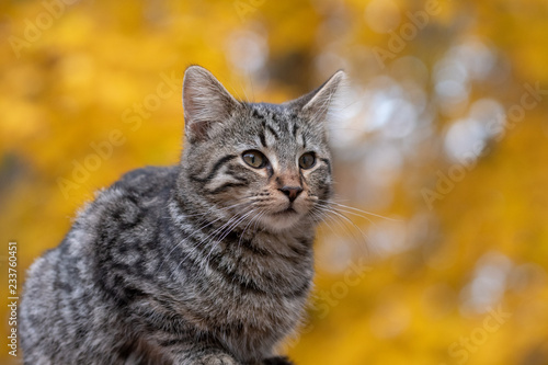 Cute tabby cat with yellow background