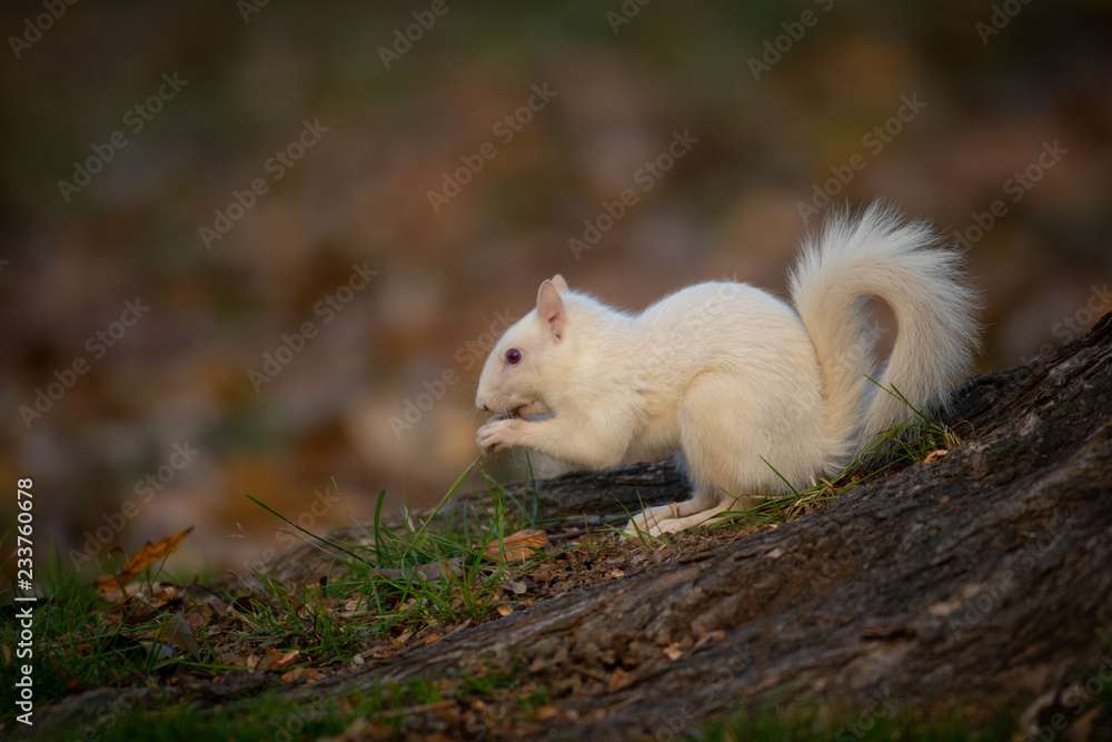White squirrel in the woods