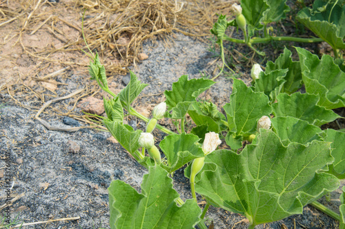 Leaf and vine of plant