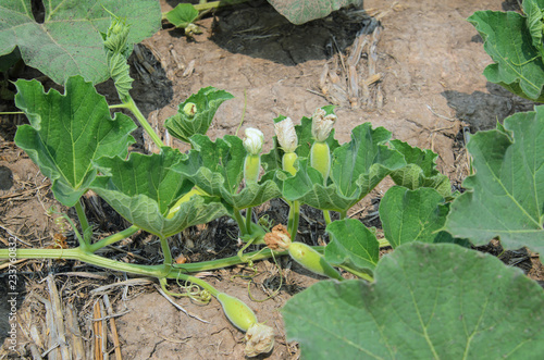 Leaf and vine of plant