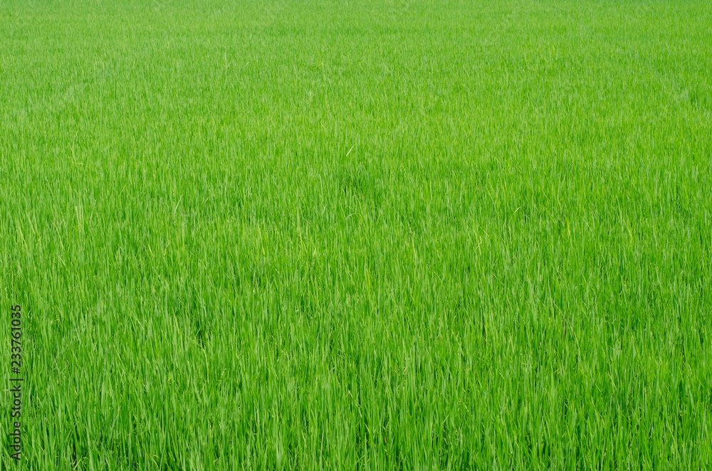 Green paddy field