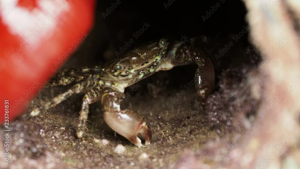 Crab crawling in the hole, covered with shells. Turkey.
