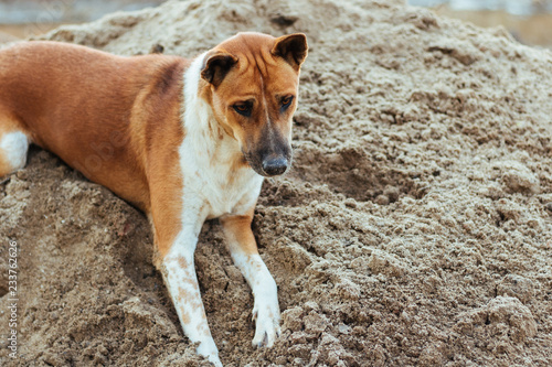 Closeup of Thai crossbreed Bangkaew Dog on sand