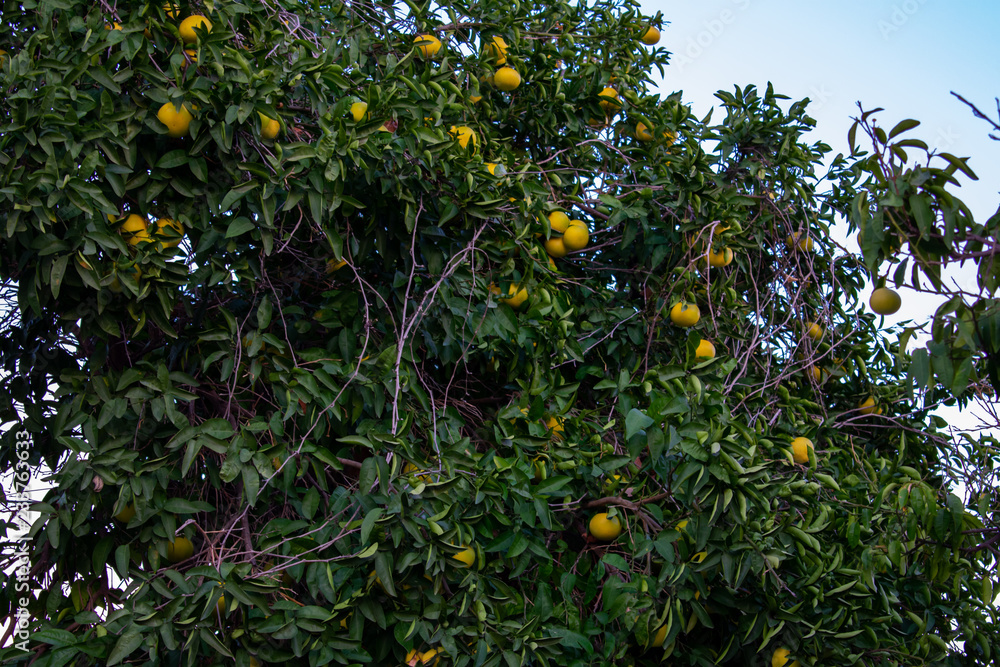 low angle view on lemon tree against blue sky in Antalya, Turkey low angle view on lemon tree against blue sky in Antalya, Turkey