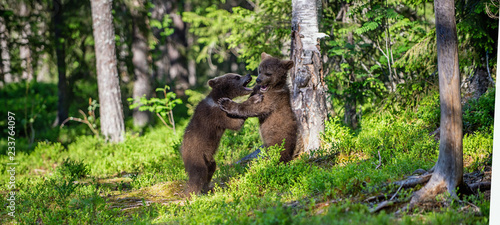 Brown Bear Cubs playfully fighting  Scientific name  Ursus Arctos Arctos. Summer green forest background. Natural habitat.