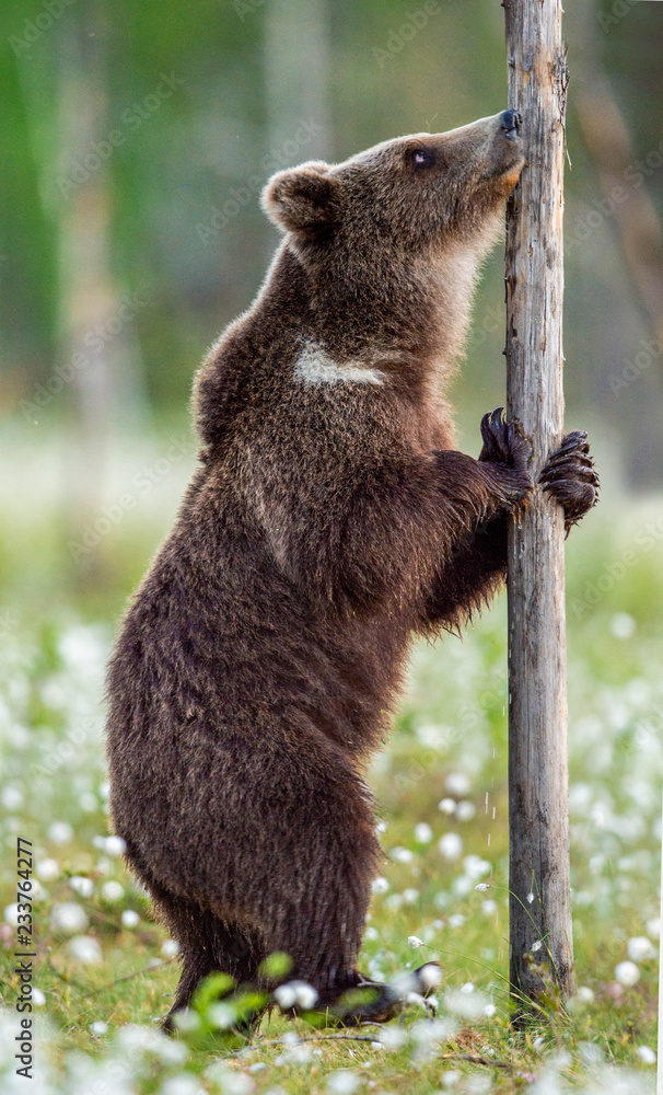 Fototapeta premium Brown bear standing on his hind legs in the summer forest among white flowers. Front view. Natural Habitat. Brown bear, scientific name: Ursus arctos. Summer season.