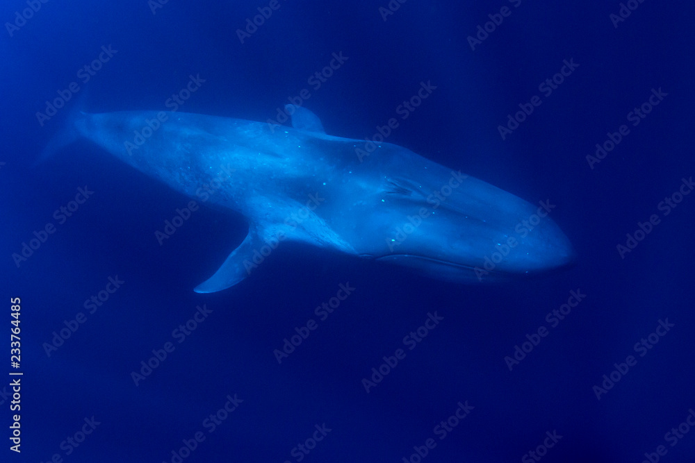 Fototapeta premium Blue Whale