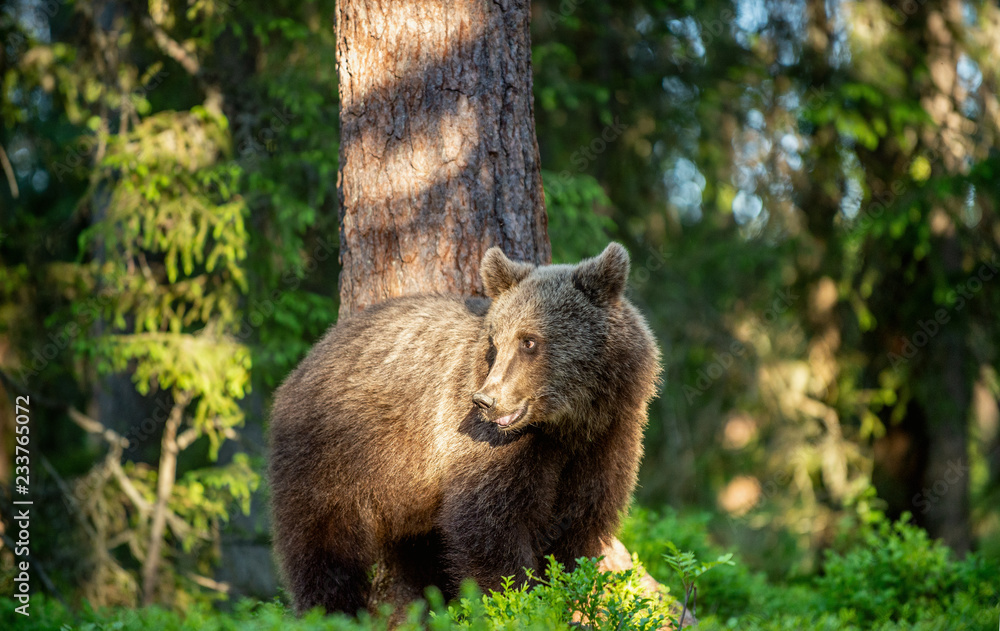 Brown bear in the summer forest at sunny day. Green forest natural background. Scientific name: Ursus arctos. Brown bear in the summer forest at sunny day. Green forest natural background. Scientific name: Ursus arctos.