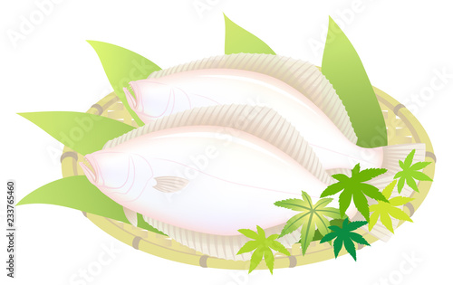 カレイ　鰈　白背景