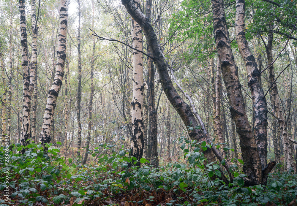 Obraz premium Siver Birch Woodland in Mist