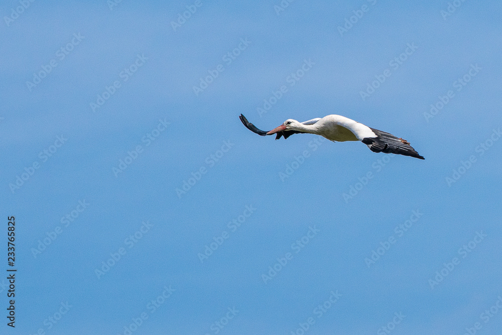 Obraz premium Weißstorch