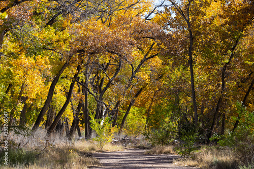 a nature trail through a beautiful cottonwood forest in fall colors