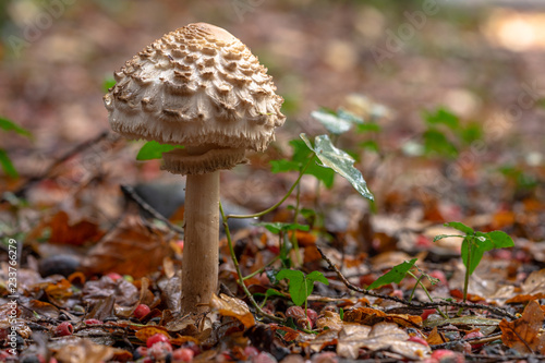 Shaggy Parasol Mushroom.(Lepiota Procera/Macrolepiota Procera)