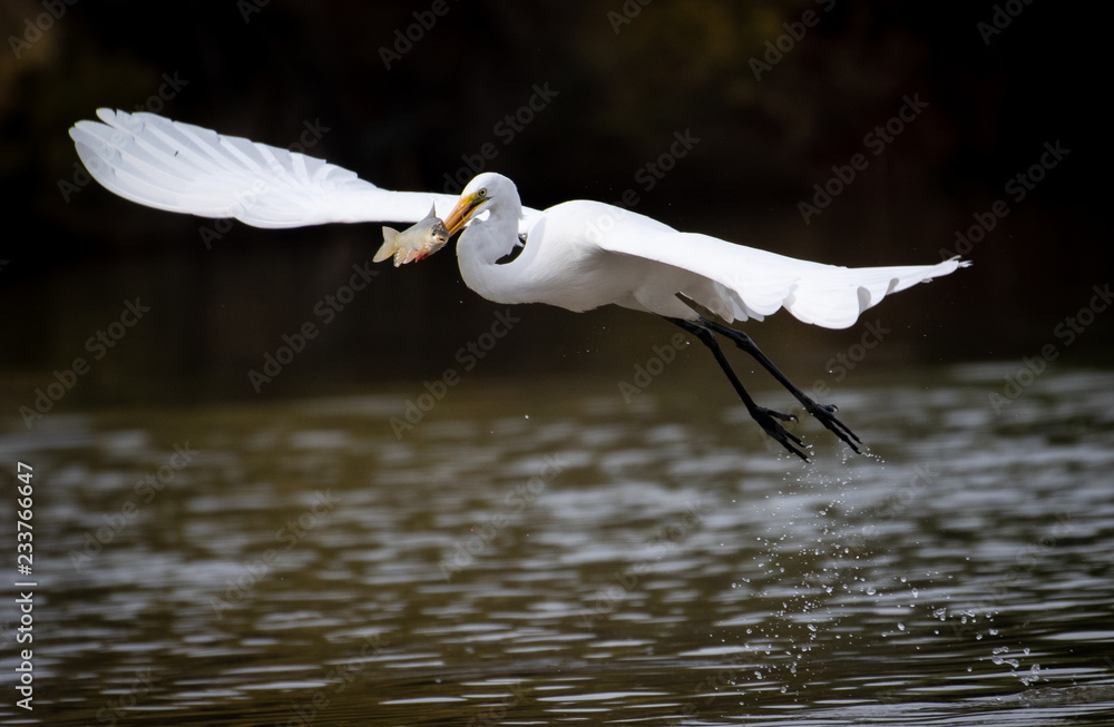 Great white egret flying with a fish impaled onto it's beak Great white egret flying with a fish impaled onto it's beak