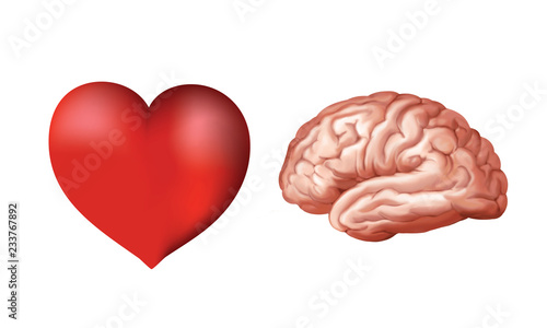 Vászonkép 3d isolated heart and brain