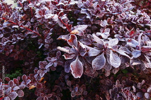 flowers in the garden