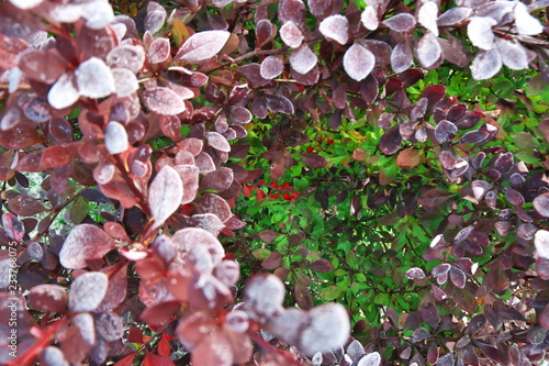 blooming  tree in spring