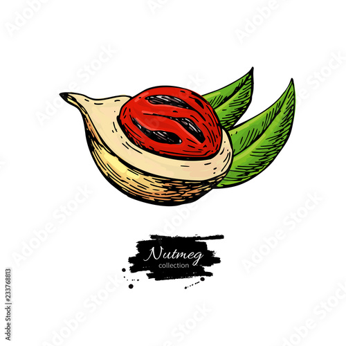 Nutmeg spice vector drawing. Mace fruit seasoning nut sketch. Herbal ingredient, culinary