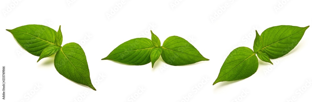 Green leaves isolated on white background. Green leaves isolated on white background.