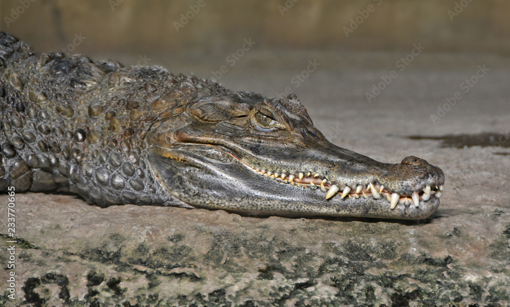 Crocodile looks at you. Crocodile’s jaws with huge teeth. Close up photo. Dangerous reptiles. Wild animals. Crocodile looks at you. Crocodile’s jaws with huge teeth. Close up photo. Dangerous reptiles. Wild animals.