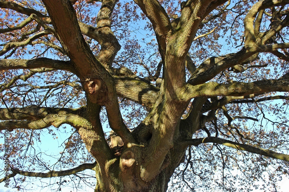 Blick in die Krone einer uralten Eiche im Herbst
Blick in die Krone einer uralten Eiche im Herbst