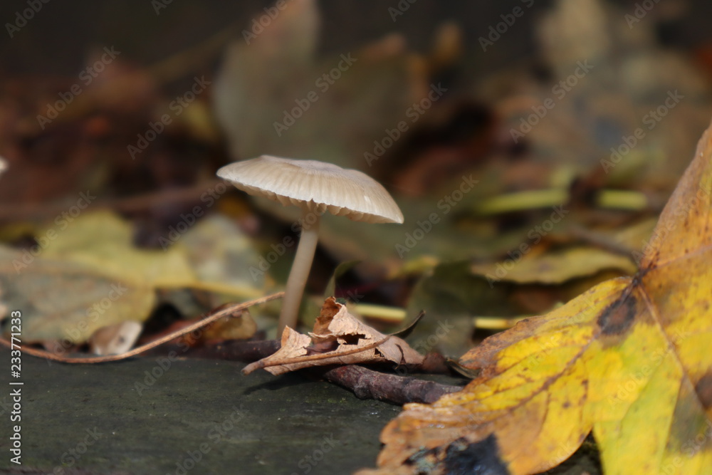 forêt , nature , champignon, sauvage, naturel forêt , nature , champignon, sauvage, naturel
