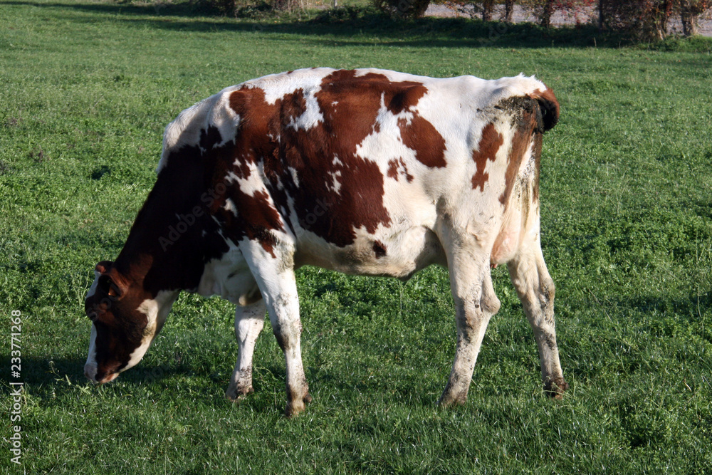 Une vache blanche et brune dans son pré Une vache blanche et brune dans son pré