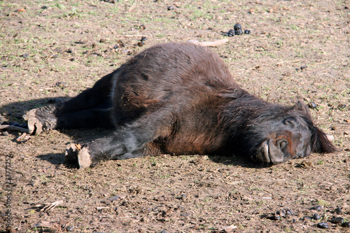 Le poney est fatigué © YuricBel