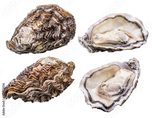 Fresh oyster isolated with shadow. Clipping path.