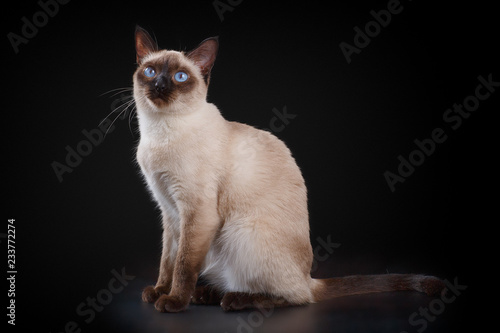 Siamese cat isolated on black backgroung