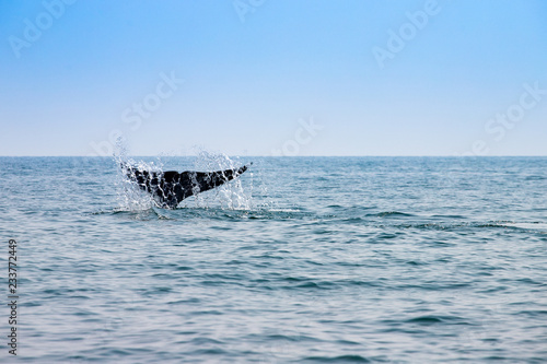 Bryde's whales tail in the Gulf of Thailand photo