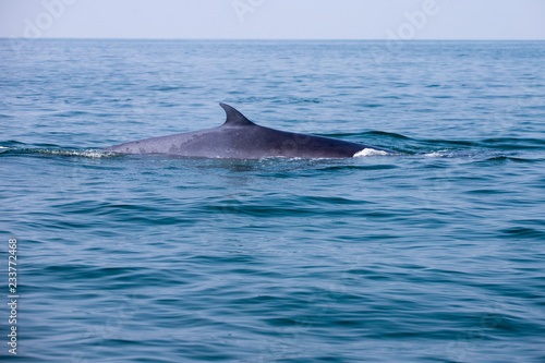 Bryde's whale or Eden'whale living in the Gulf of Thailand.