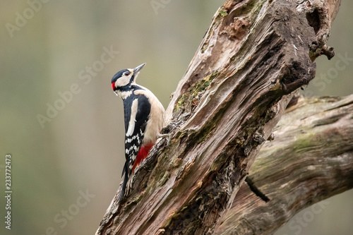Great Spotted Woodpecker, Dendrocopos major