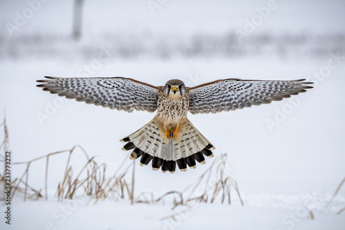 hawk hovering photo