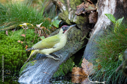 Green Woodpecker,  Picus viridis