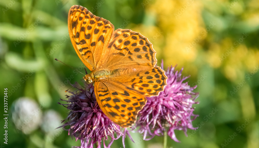 Silver-washed fritillary butterfly macro on flower Silver-washed fritillary butterfly macro on flower