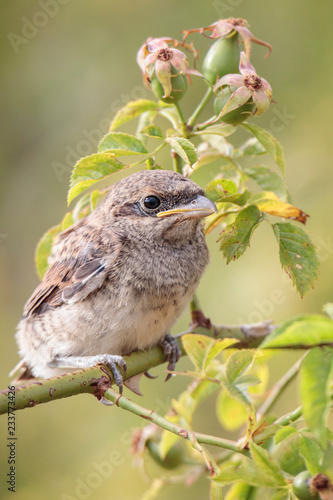 Red-backed shrike