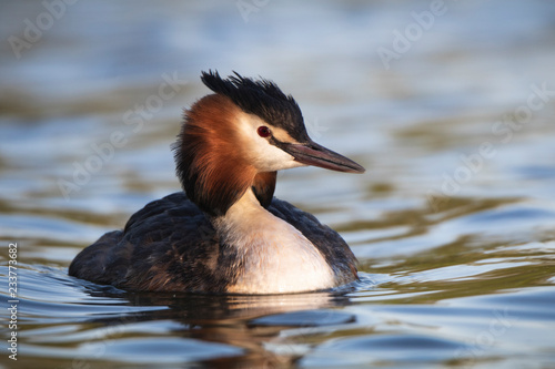 great crested grebe portrait