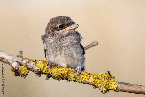  Red-backed shrike hatchling