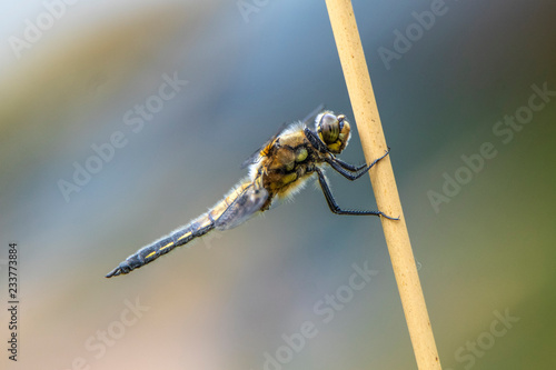 dragonfly portrait