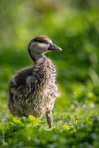 Egyptian goose chicken