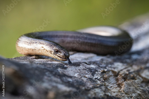 slowworm tongue out