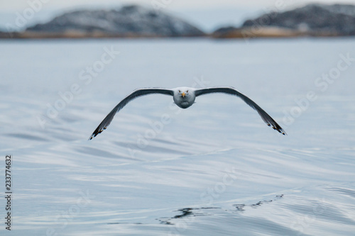 Seagul norway