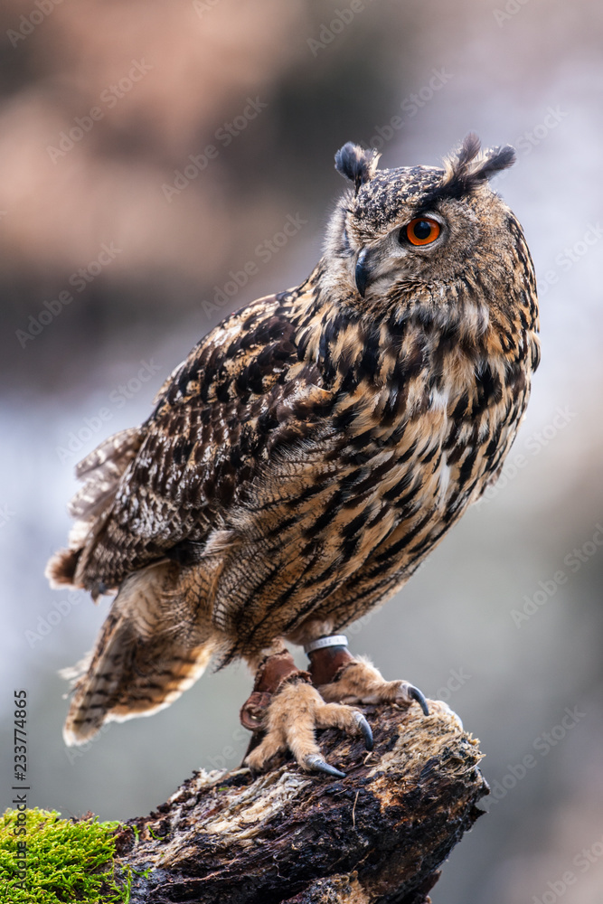 Eurasian Eagle Owl (Bubo bubo), flying bird with open wings with the autumn forest in the background, animal in the nature habitat. Eurasian Eagle Owl (Bubo bubo), flying bird with open wings with the autumn forest in the background, animal in the nature habitat.