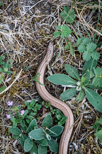 Slowworm on the hunt