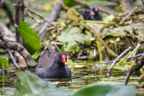 Moorhen with younglings