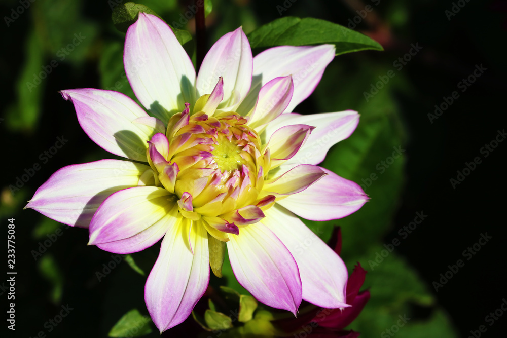 Blooming pink dahlia flower in the garden with copy space Blooming pink dahlia flower in the garden with copy space