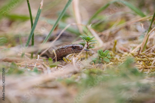 Anguis fragilis on the hunt