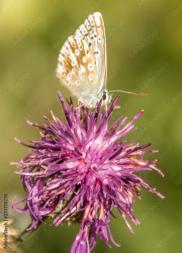 Gossamer-winged butterfly macro on flower Gossamer-winged butterfly macro on flower