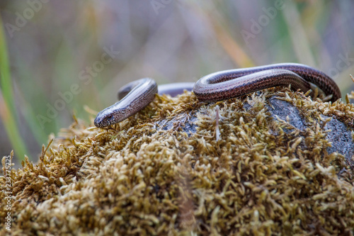 Slowworm sunbathing